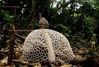 fungi mushroom microorganisms