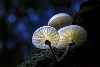 TopRq.com search results: fungi mushroom microorganisms