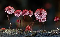 Fauna & Flora: fungi mushroom microorganisms