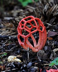 Fauna & Flora: fungi mushroom microorganisms