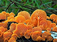 Fauna & Flora: fungi mushroom microorganisms