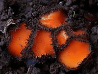 TopRq.com search results: fungi mushroom microorganisms