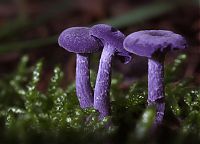 Fauna & Flora: fungi mushroom microorganisms