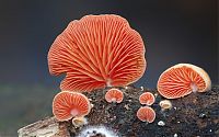 Fauna & Flora: fungi mushroom microorganisms