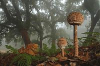 Fauna & Flora: fungi mushroom microorganisms