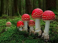 Fauna & Flora: fungi mushroom microorganisms