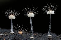 TopRq.com search results: fungi mushroom microorganisms