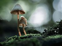 Fauna & Flora: fungi mushroom microorganisms