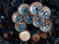 Fauna & Flora: fungi mushroom microorganisms