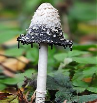 Fauna & Flora: fungi mushroom microorganisms