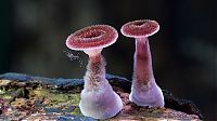 TopRq.com search results: fungi mushroom microorganisms