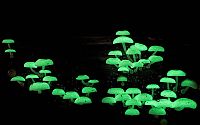 Fauna & Flora: fungi mushroom microorganisms