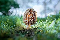 Fauna & Flora: fungi mushroom microorganisms