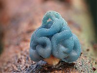 Fauna & Flora: fungi mushroom microorganisms