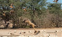 TopRq.com search results: jackals hunt birds in the wild