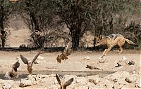 TopRq.com search results: jackals hunt birds in the wild