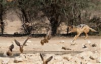 Fauna & Flora: jackals hunt birds in the wild