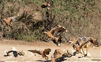 jackals hunt birds in the wild