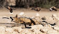 Fauna & Flora: jackals hunt birds in the wild