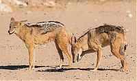 jackals hunt birds in the wild