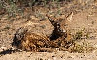 jackals hunt birds in the wild