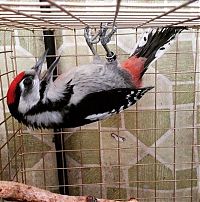 nursed woodpecker