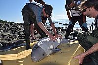 Fauna & Flora: baby beluga whale