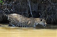 jaguar hunts for a crocodile