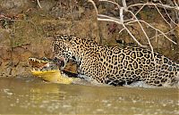 jaguar hunts for a crocodile