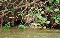 jaguar hunts for a crocodile