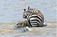 Fauna & Flora: zebra against a crocodile