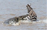 zebra against a crocodile