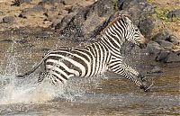 zebra against a crocodile