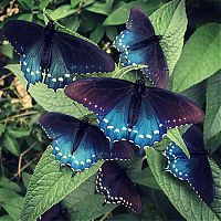 Fauna & Flora: Blue Pipevine Swallowtail butterfly