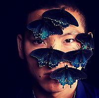 Fauna & Flora: Blue Pipevine Swallowtail butterfly