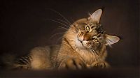 TopRq.com search results: maine coon cat