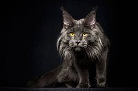 Fauna & Flora: maine coon cat