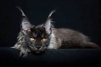 TopRq.com search results: maine coon cat