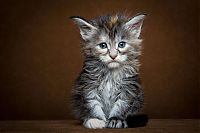 TopRq.com search results: maine coon cat