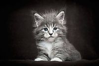 Fauna & Flora: maine coon cat