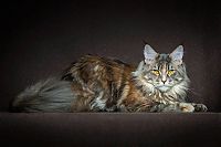 TopRq.com search results: maine coon cat