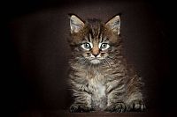 TopRq.com search results: maine coon cat