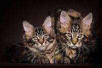 TopRq.com search results: maine coon cat