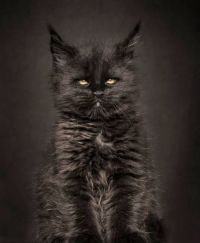 Fauna & Flora: maine coon cat