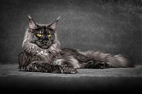 TopRq.com search results: maine coon cat