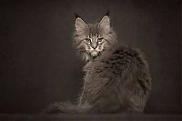 Fauna & Flora: maine coon cat