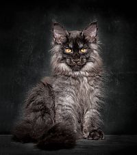 TopRq.com search results: maine coon cat