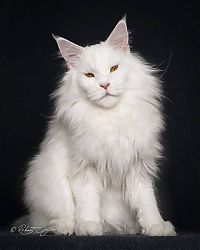 TopRq.com search results: maine coon cat