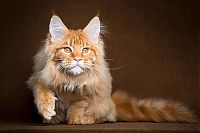 Fauna & Flora: maine coon cat