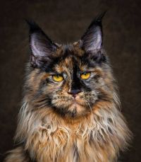 TopRq.com search results: maine coon cat